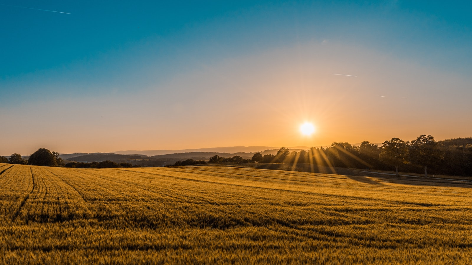 Golden wheat field at sunrise, rolling toward a distant tree line
