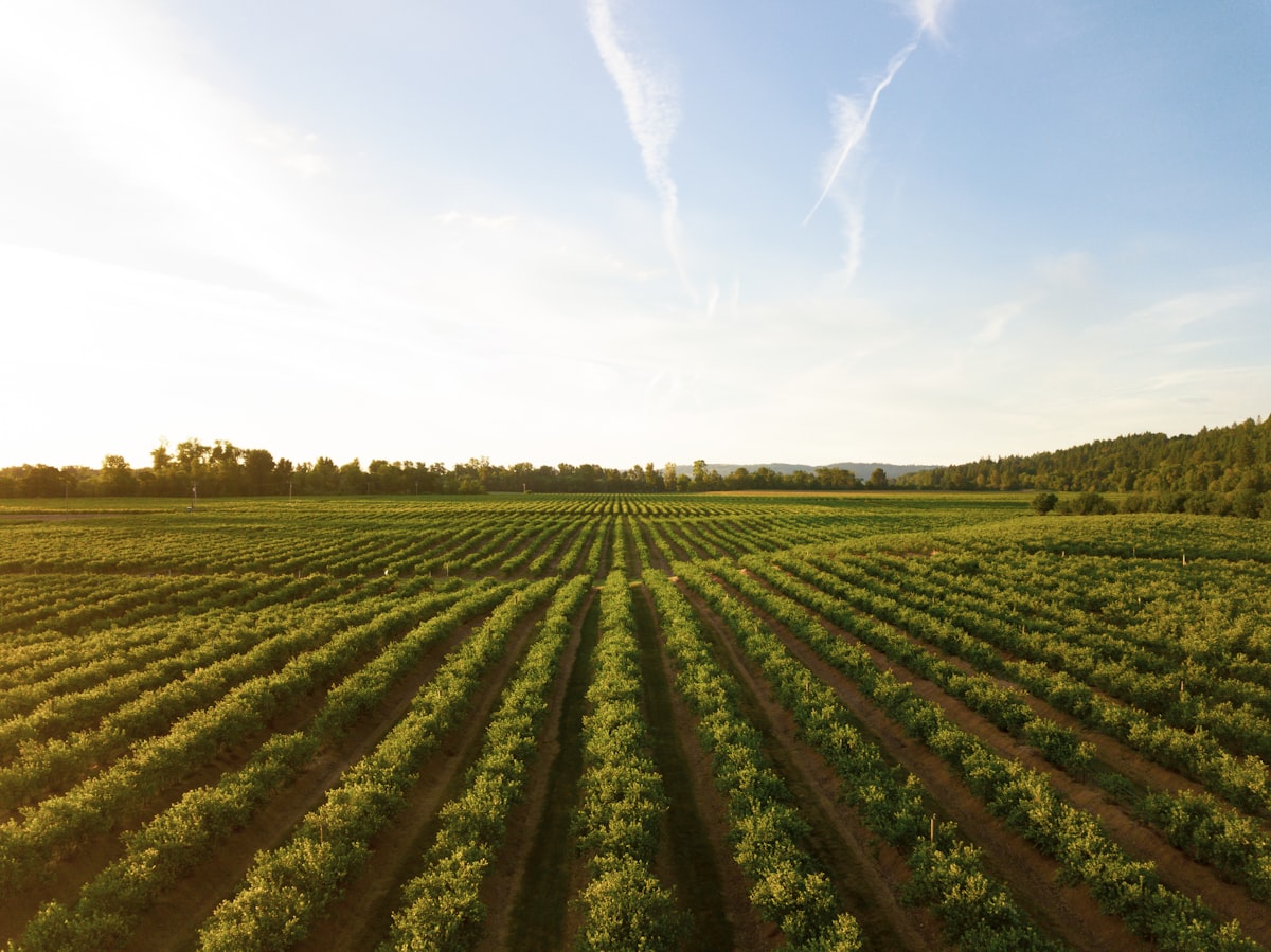 Aerial view of cultivated farmland rows stretching toward a tree line